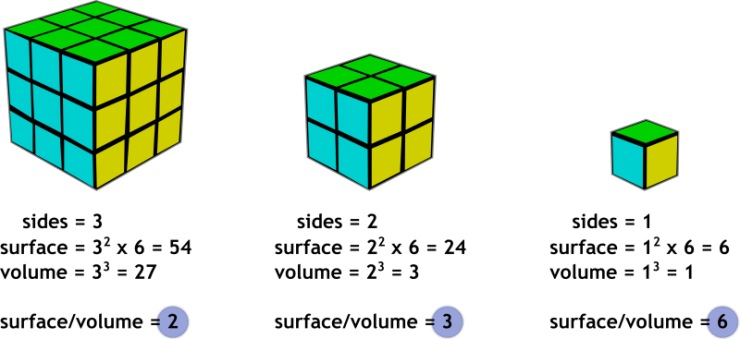 surface_area_to_volume_ratio